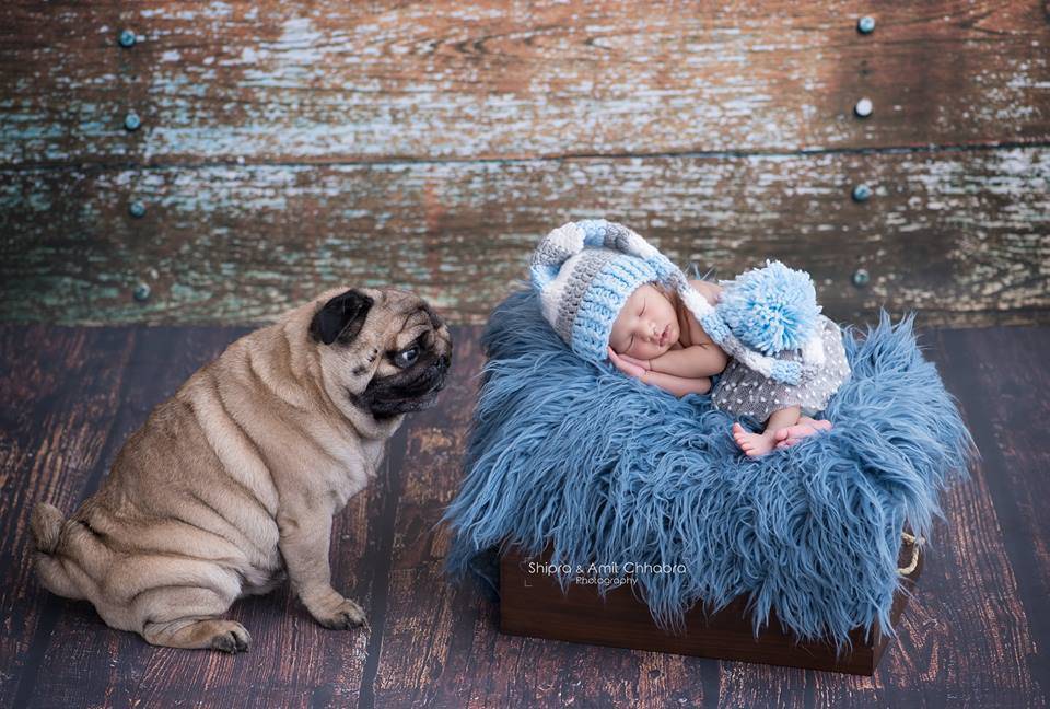 Blue Faux Flokati Alpaca Fur Rug Newborn Photography Prop - Beautiful Photo Props