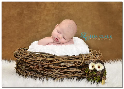 SET Barley Basket Filler and Wood Branch Nest Owl Bird Newborn Photography Prop Baby Infant Photo Prop - Beautiful Photo Props